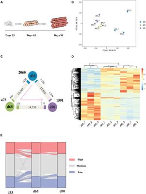 Genome-Wide Analysis of H3K27me3 in Porcine Embryonic Muscle Development